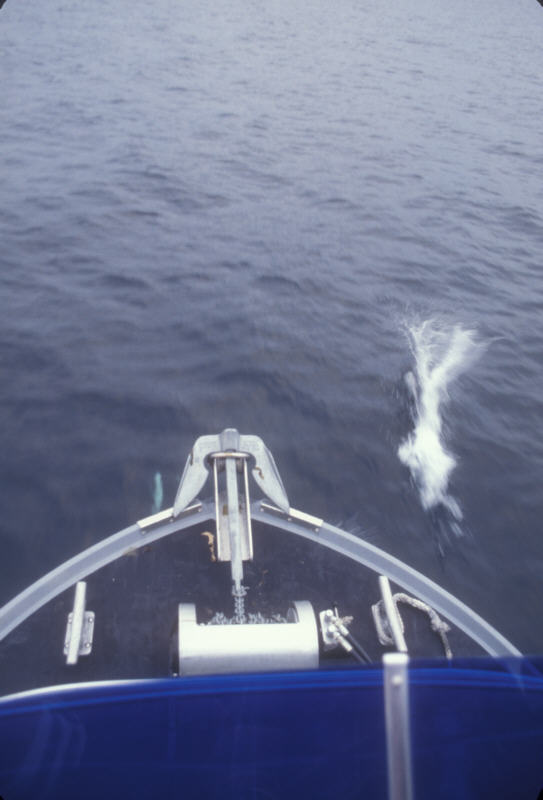 ak-03-14 dolphin