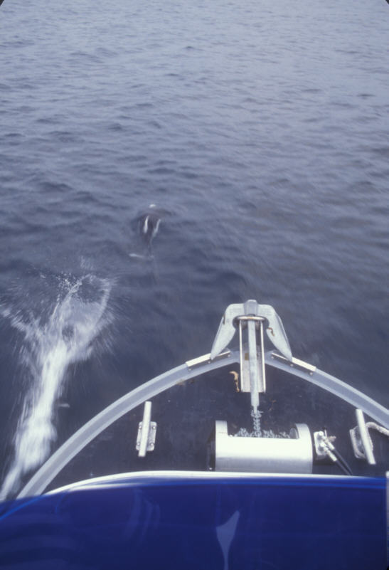 ak-03-15 dolphin
