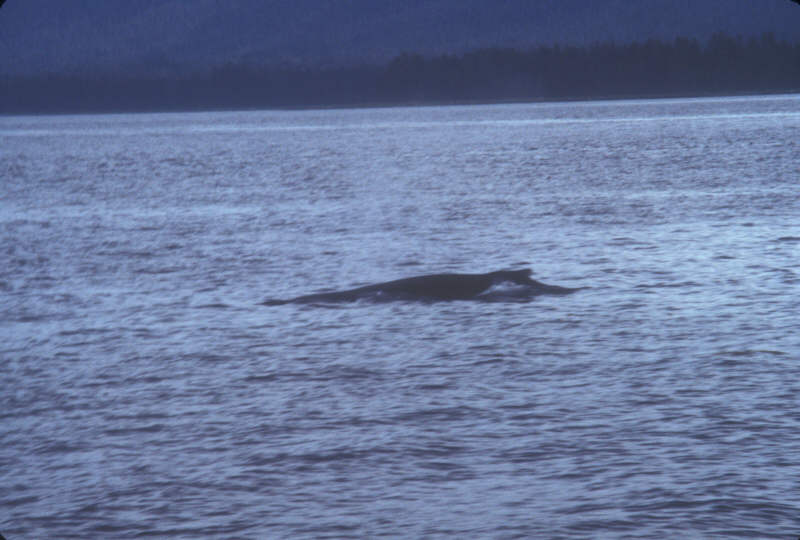 ak-03-34 Whale
