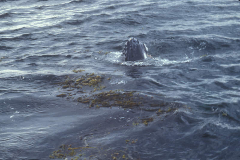 ak-03-37 Whale