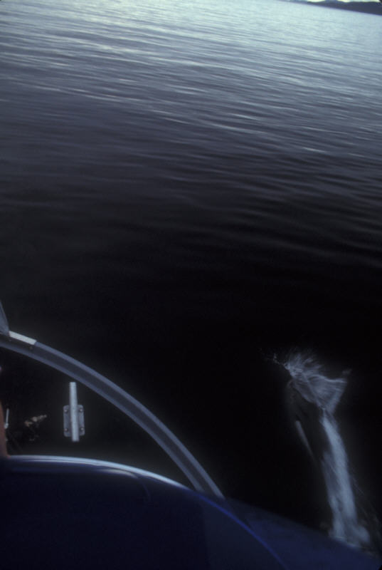 ak-05-03 dolfin